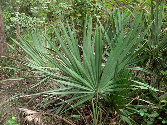 {Serenoa repens}